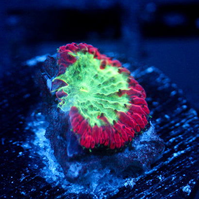 JC Aura Node Blasto