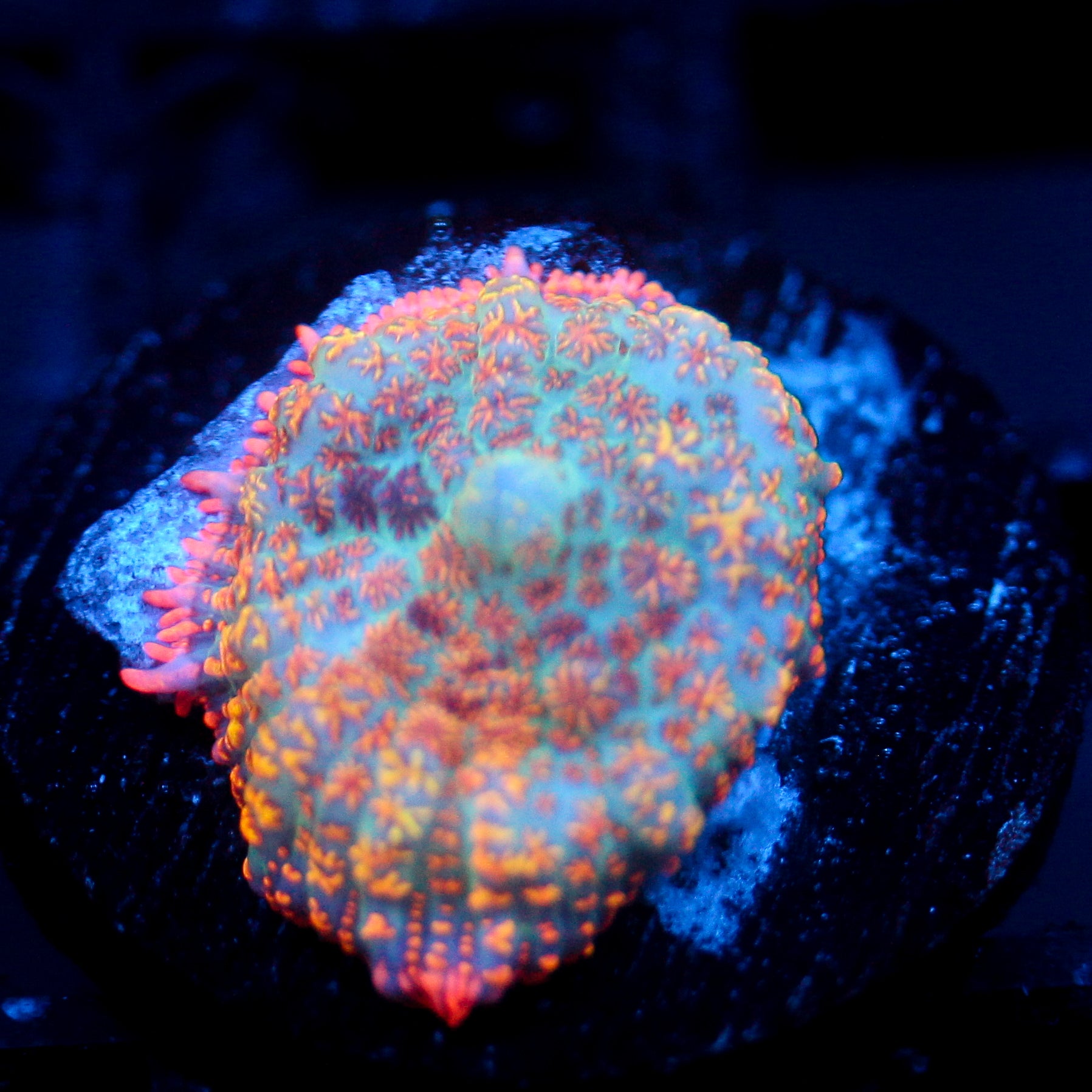 JC Summer Camo Rhodactis