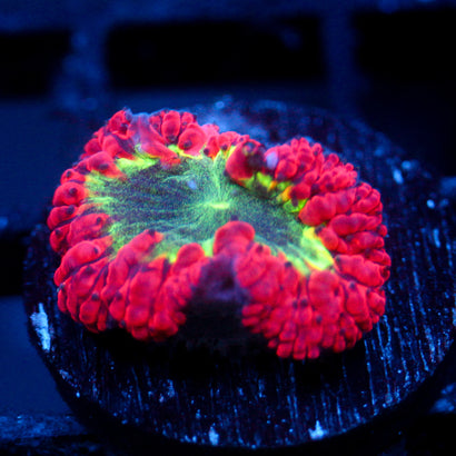 JC Crimson Nexus Blasto