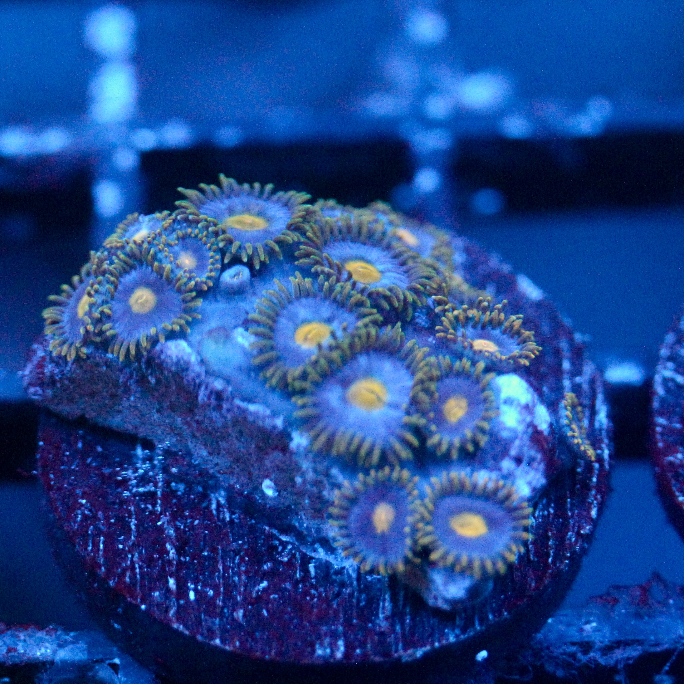 JC Gold Burst Zoanthid