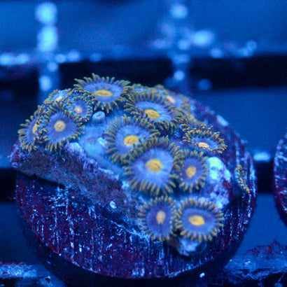 JC Gold Burst Zoanthid