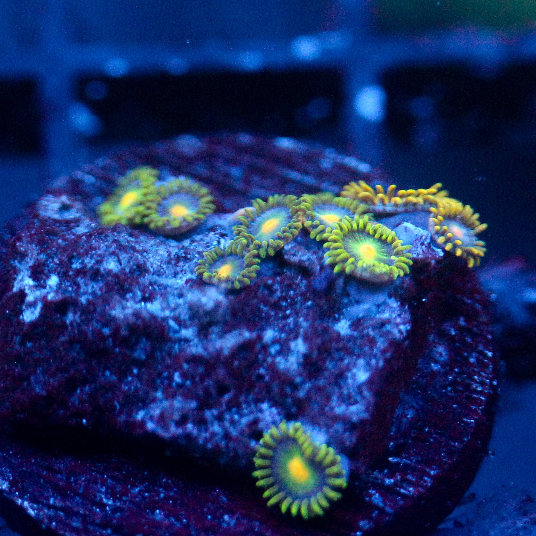 JC Green Crawler Zoanthid