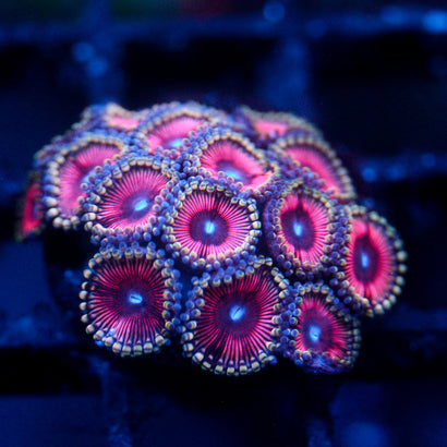 JC Pink Terrorizer Zoanthid