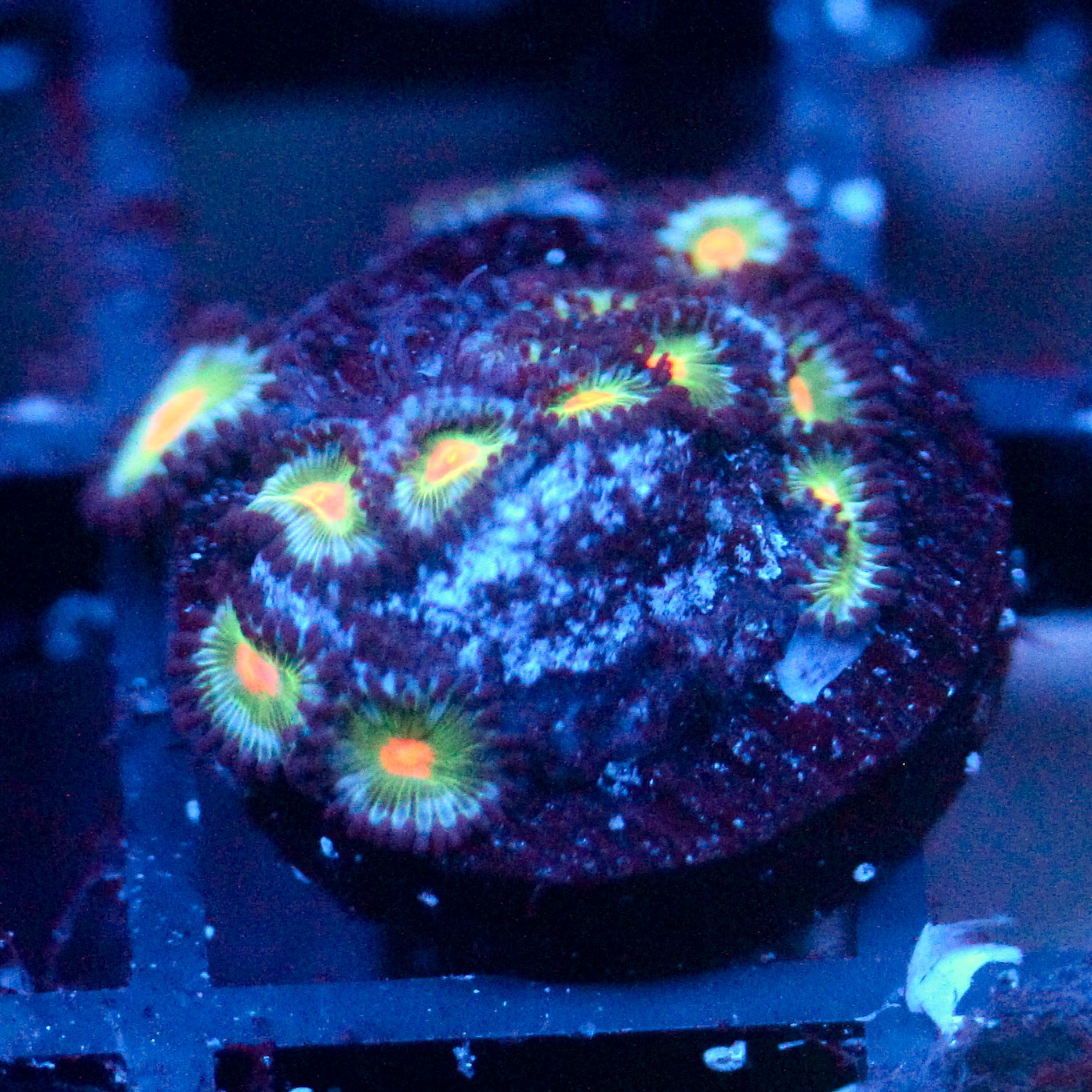 JC Blue Raven Zoanthid