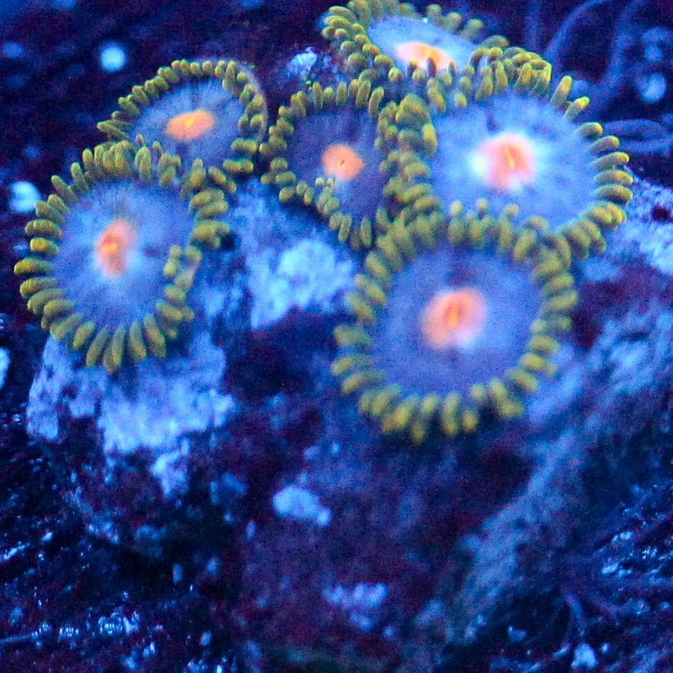 JC Blue Beast Zoanthid