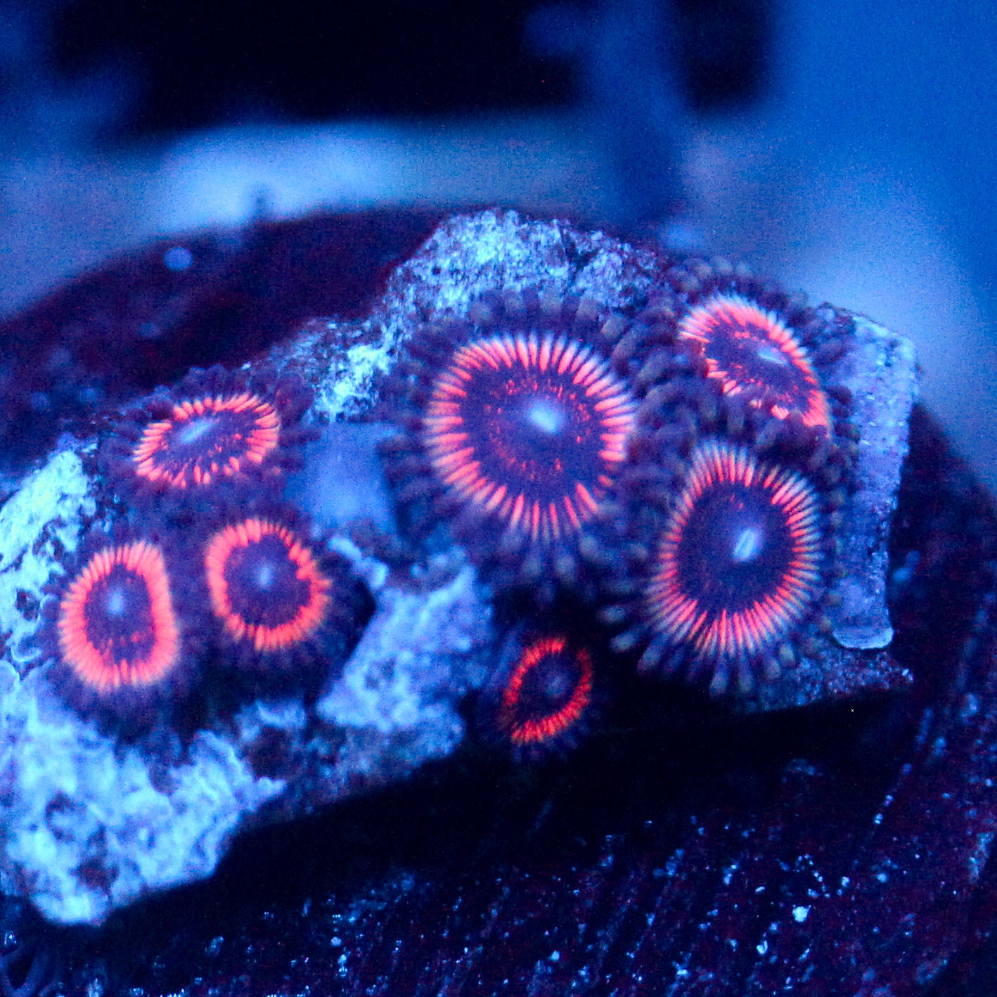 JC Pink Insanity Zoanthid