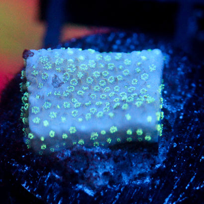 JC Neon Styloporah Side Cut