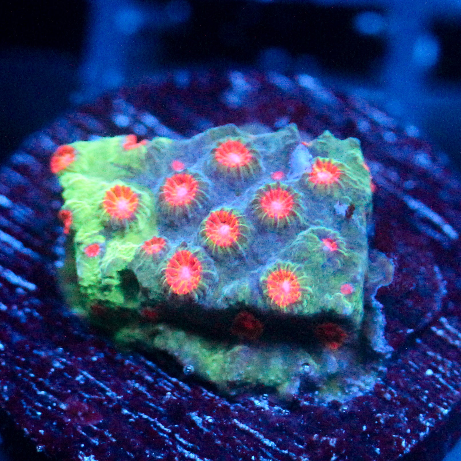 JC Evil Swarm Cyphastrea