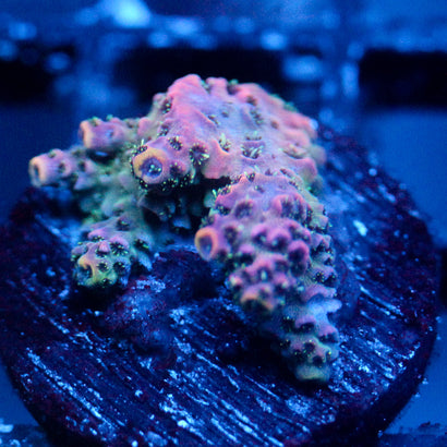 JC Purple Breath