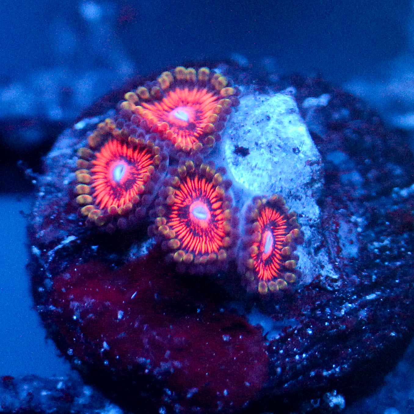 JC Extravaganza Zoanthid