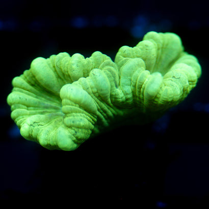 JC Neon Trumpet Coral