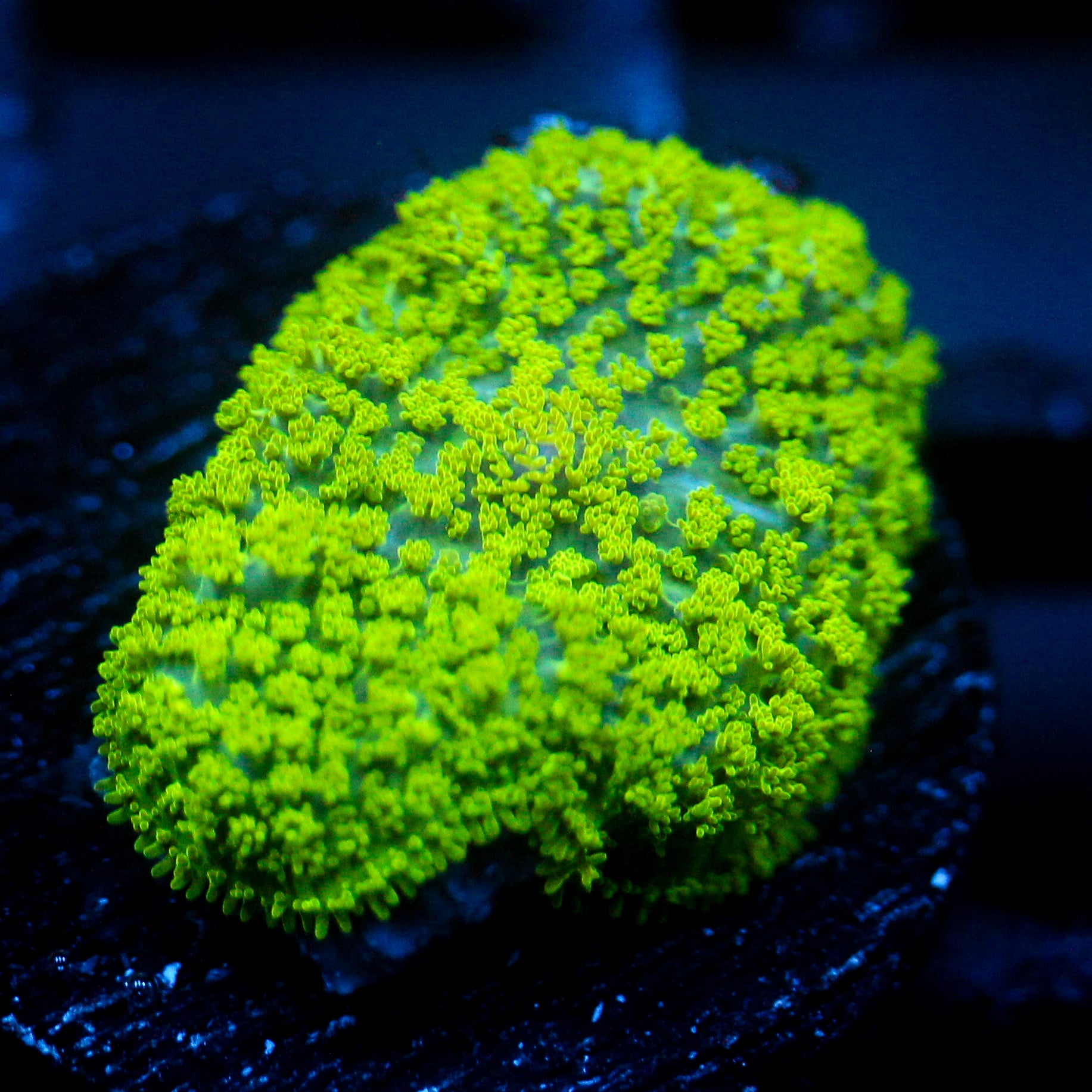 JC Neon Green Rhodactis