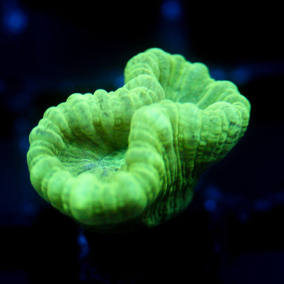 JC Neon Trumpet