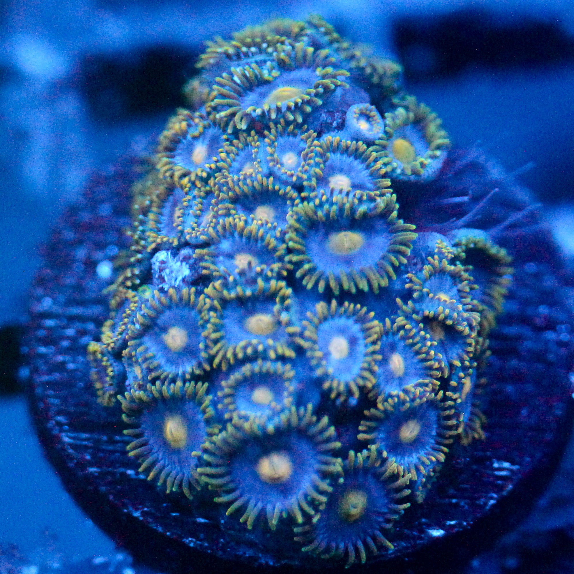 JC Gold Burst Zoanthid