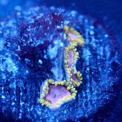 JC Purple Monster Zoanthid