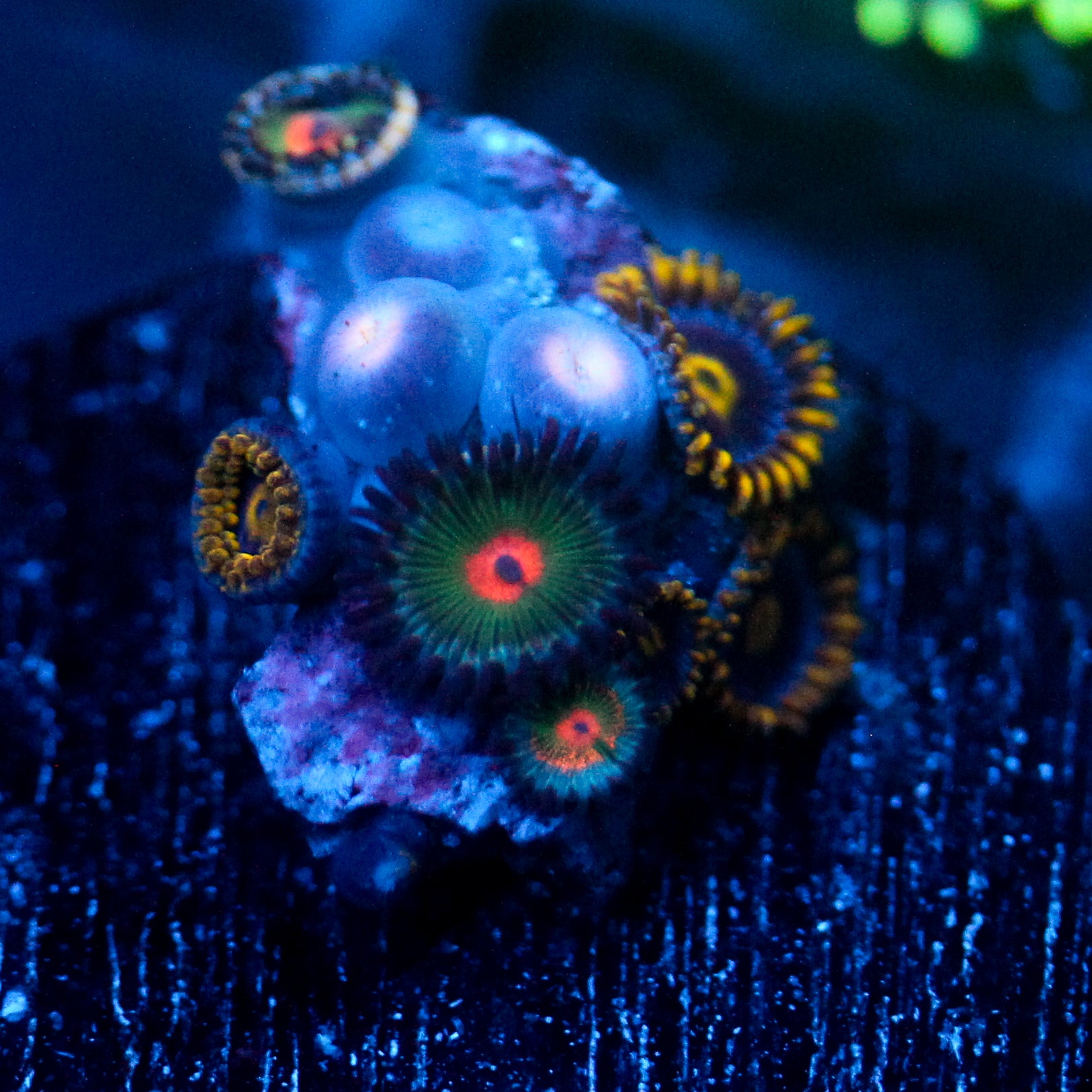 JC Alien Blood Zoanthid Mix