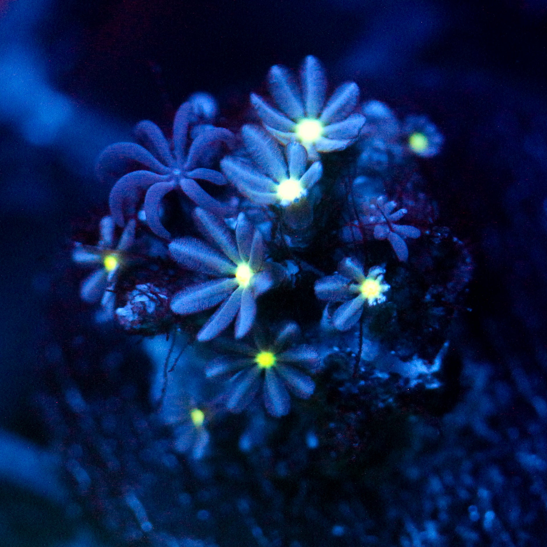 JC Enchantress Polyp Coral
