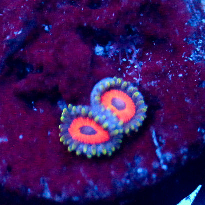JF Fairy Tale Zoanthid
