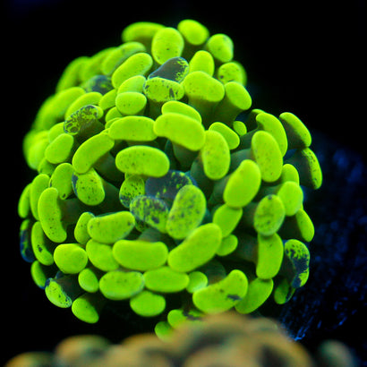 JC Ultra Neon Splatter Hammer