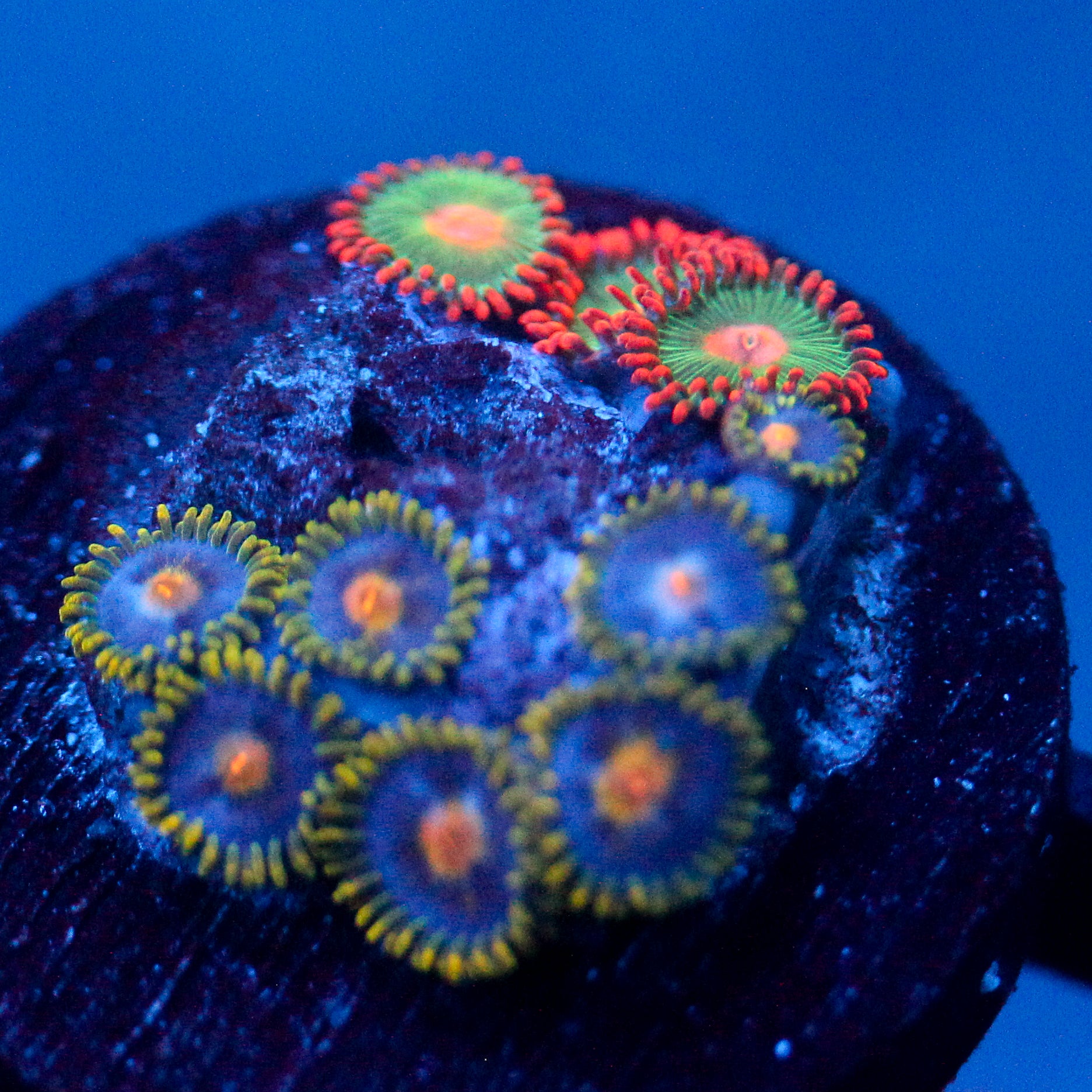 JC Gold Burn Zoanthid