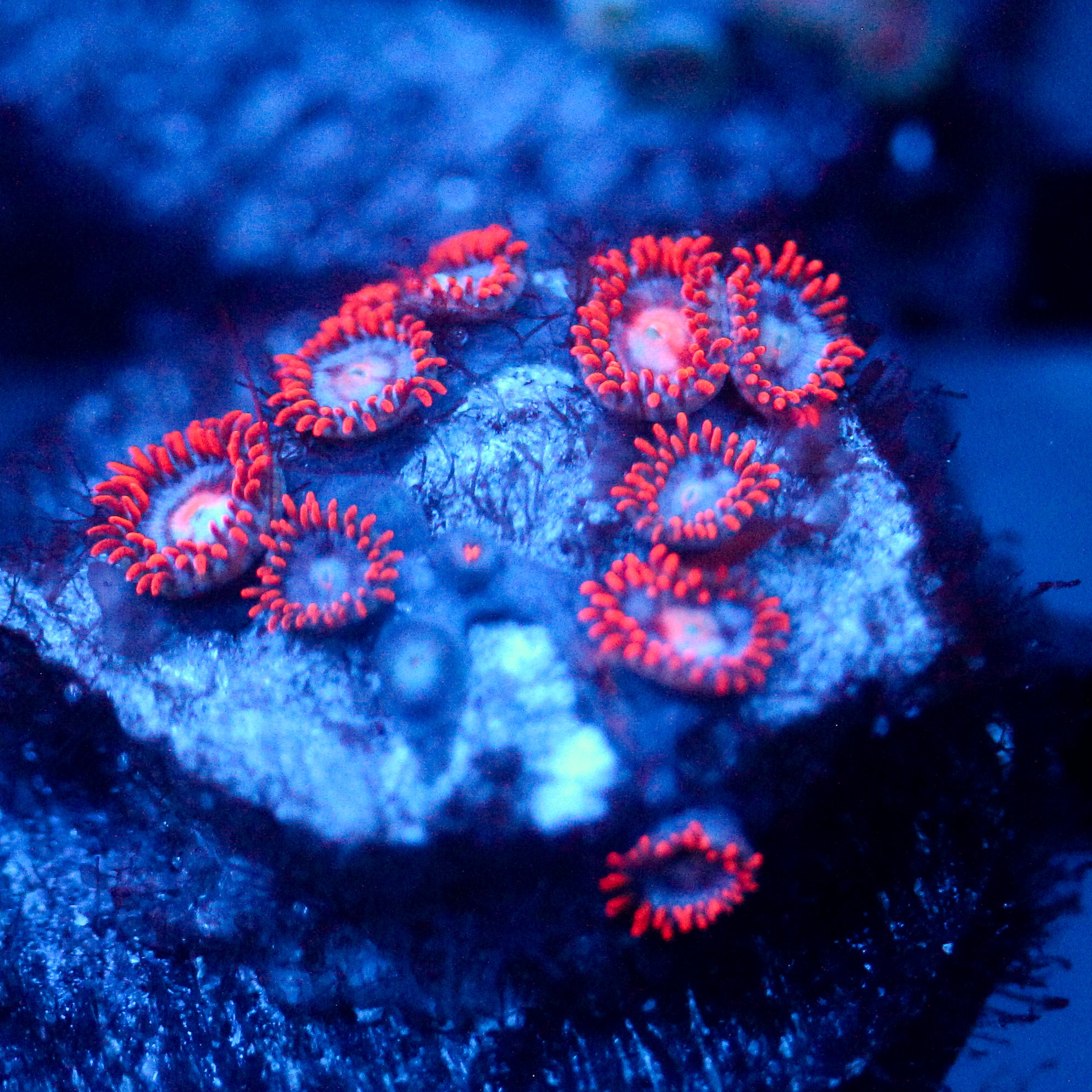 JC Edge of Reality Zoanthid