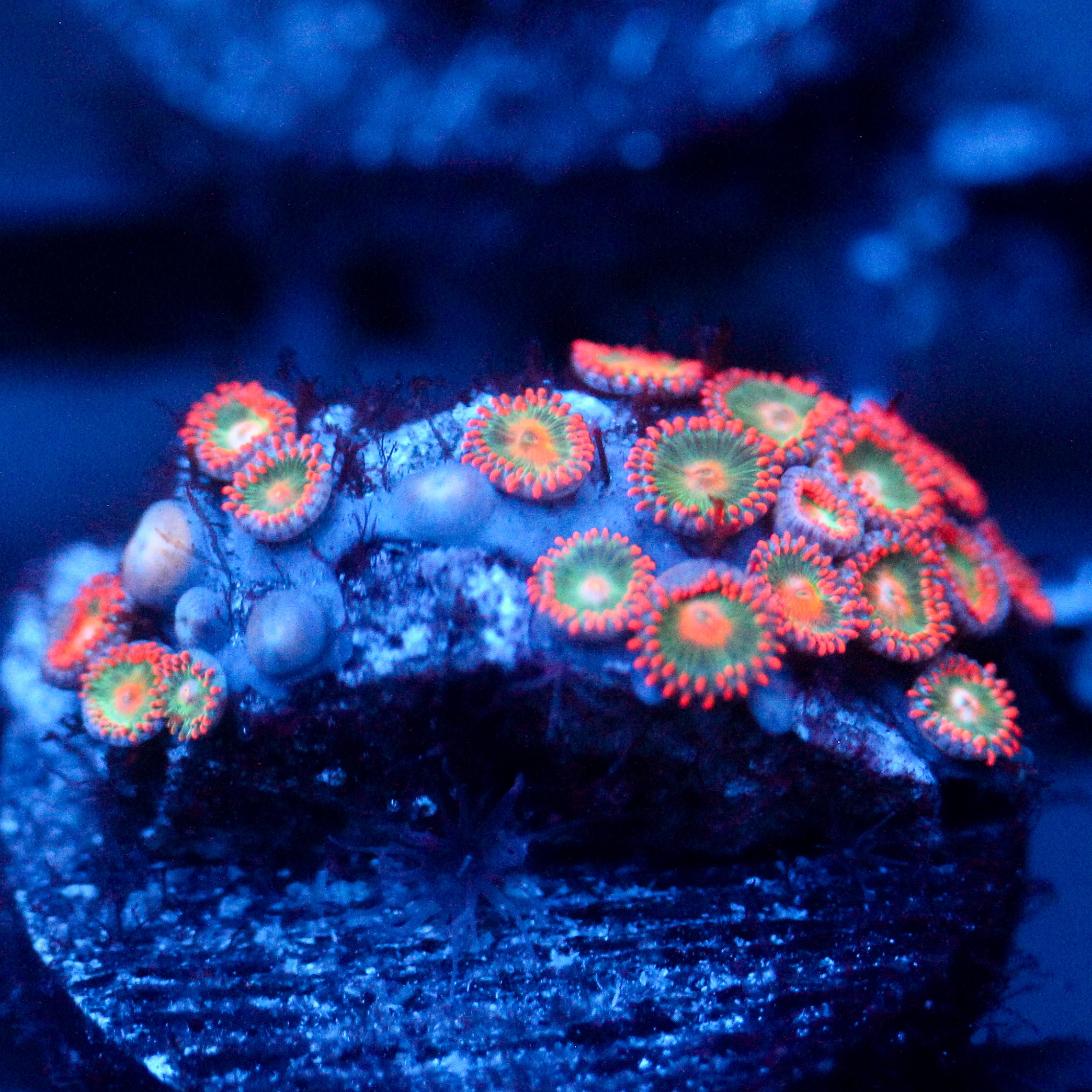 JC Gatorade Zoanthids