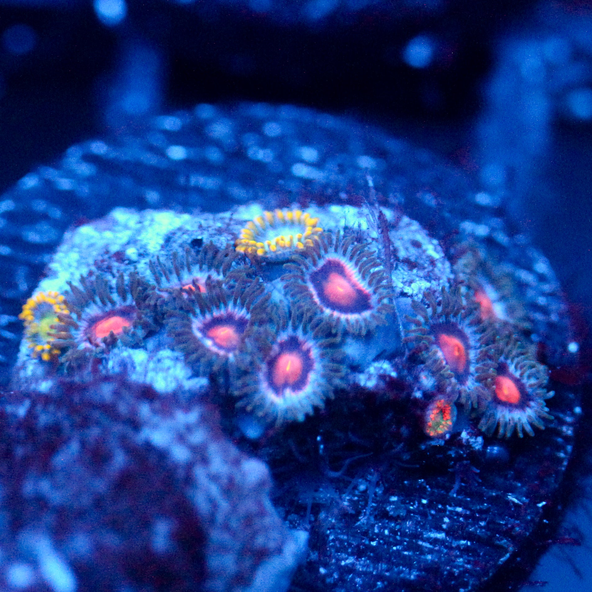 JC Blue Fury Zoanthid