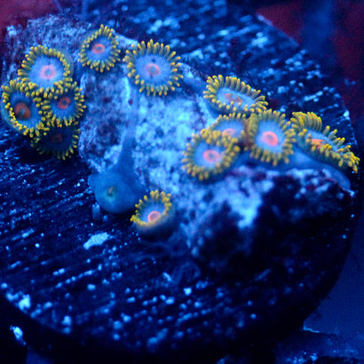 JC Gold Gobbler Zoanthid