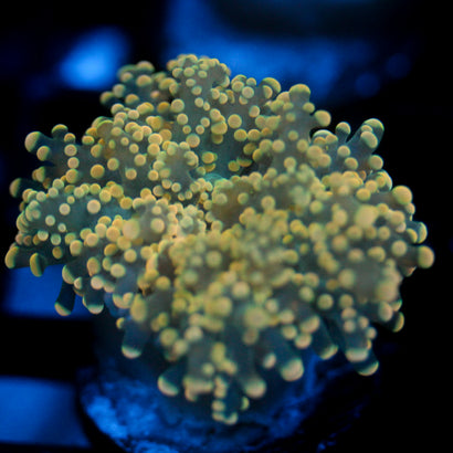 JC Yellow Blush Octo