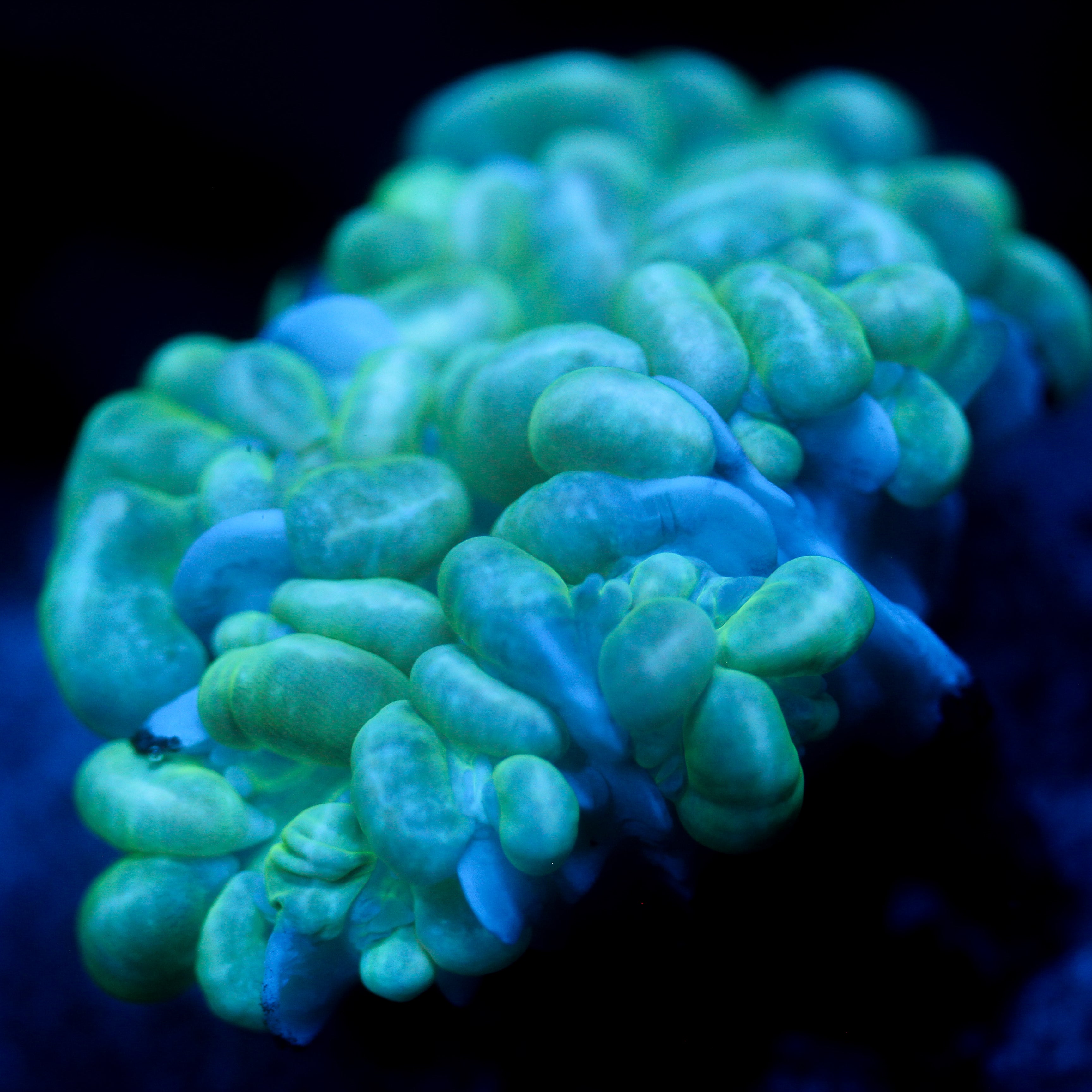 JC Minty Bubble Coral 3"+
