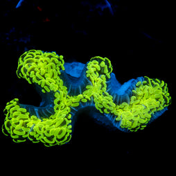 JC Neon Green Wall Hammer 5"+