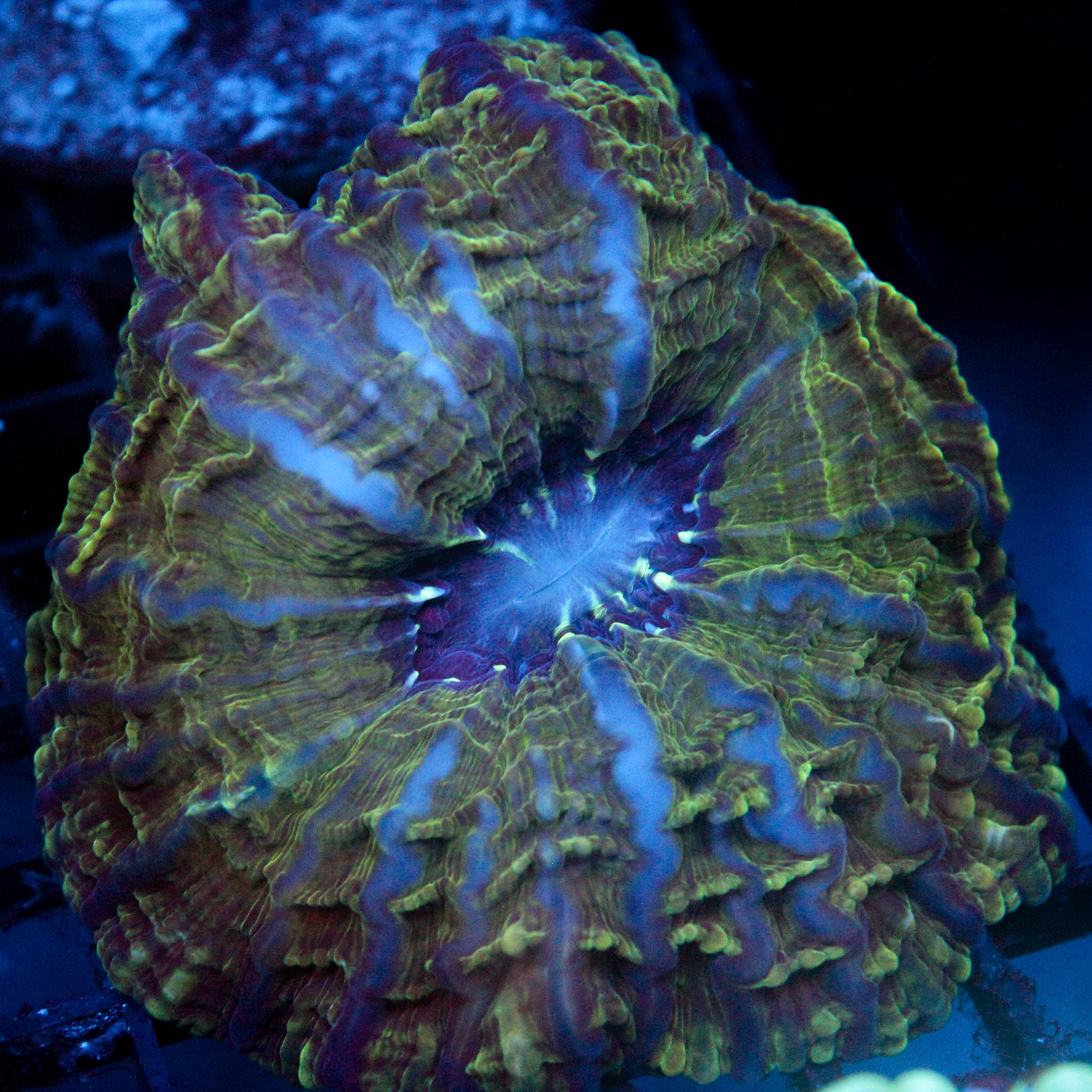 JC Irish Meltdown Indophyllia 4"+