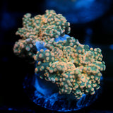 JC Orange Cloud Octo