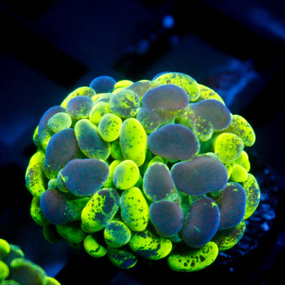 JC Ultra Splatter Hammer