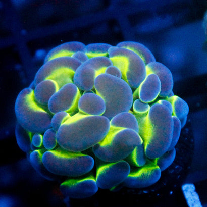 JC Hologram Hammer V1