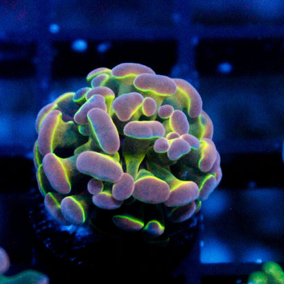 JC Ultra Hologram Hammer