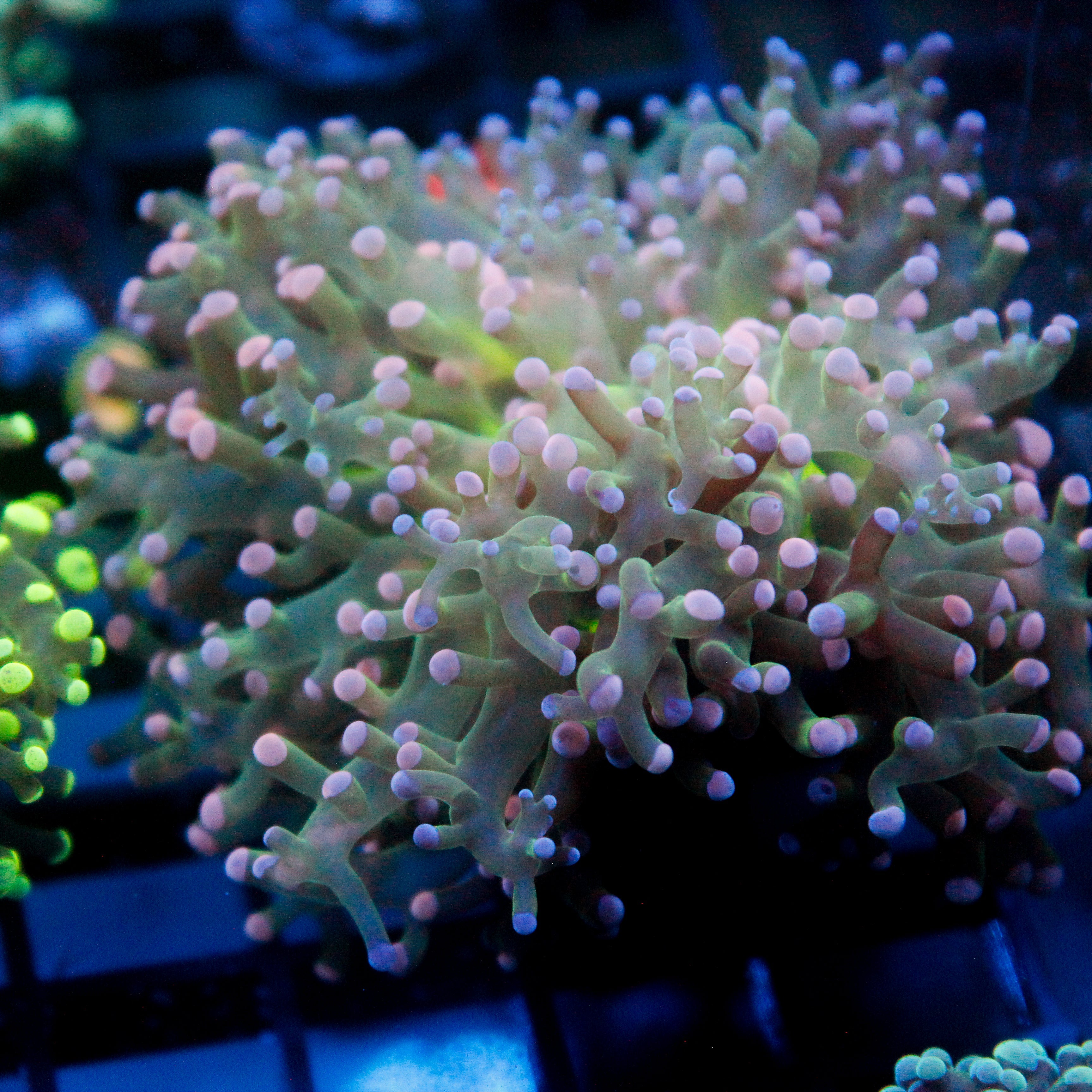 JC Pink Tip Octo