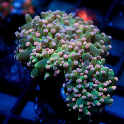 JC Cotton Candy Octo