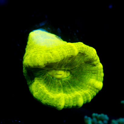 JC Trumpet Coral
