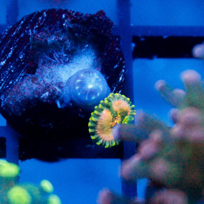 Leprechaun Farts Zoanthid