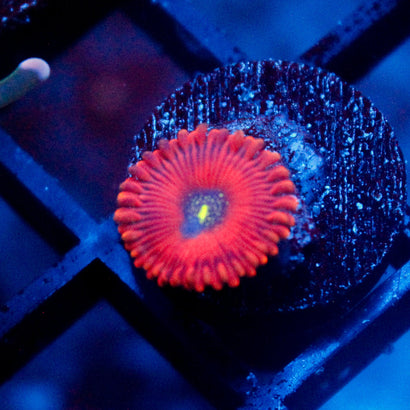 Magician Zoanthid