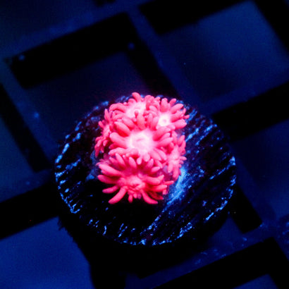 JC Pink Rain Goni