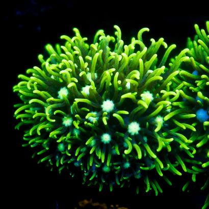 JC Star Polyp