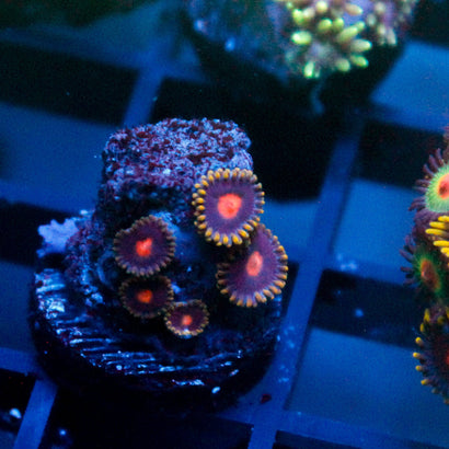Grapes of Wrath Zoanthid