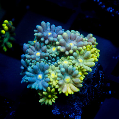 JC Grafted Goni