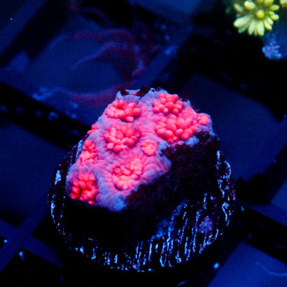 JC Pink Kraze