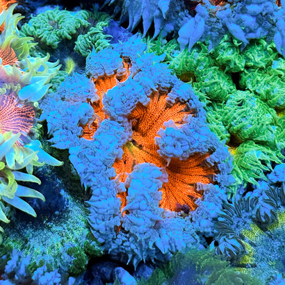 JC Ultra Rock Flower Anemone