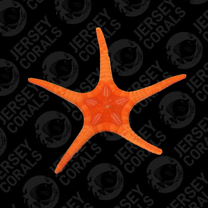 Icon Star (Double Star)