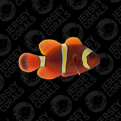 Yellow Stripe Maroon Clownfish