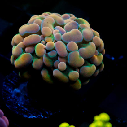 JC Orange Swirl Hammer